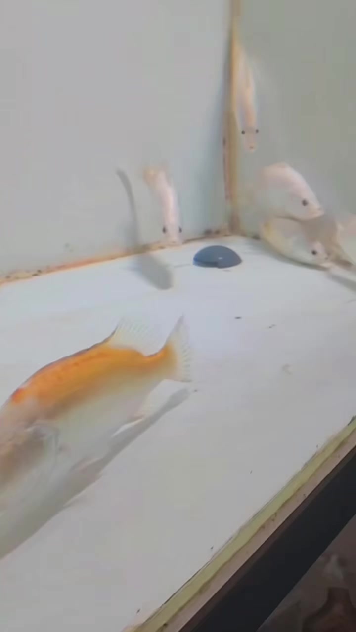 @網上動物