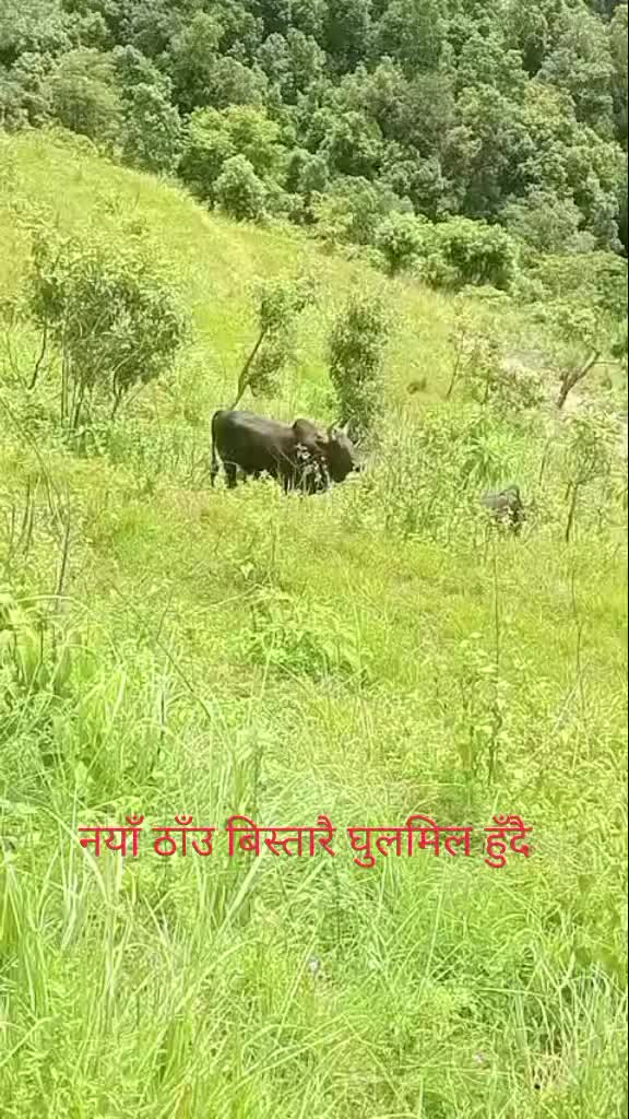 @Tanahun tiger
