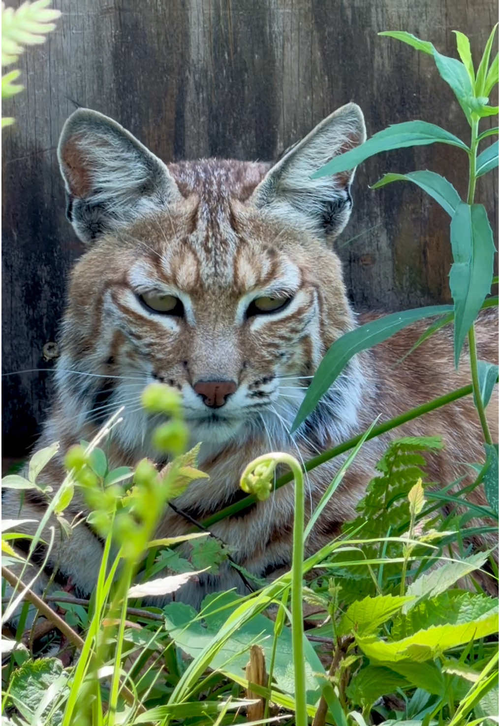 @The Wildcat Sanctuary