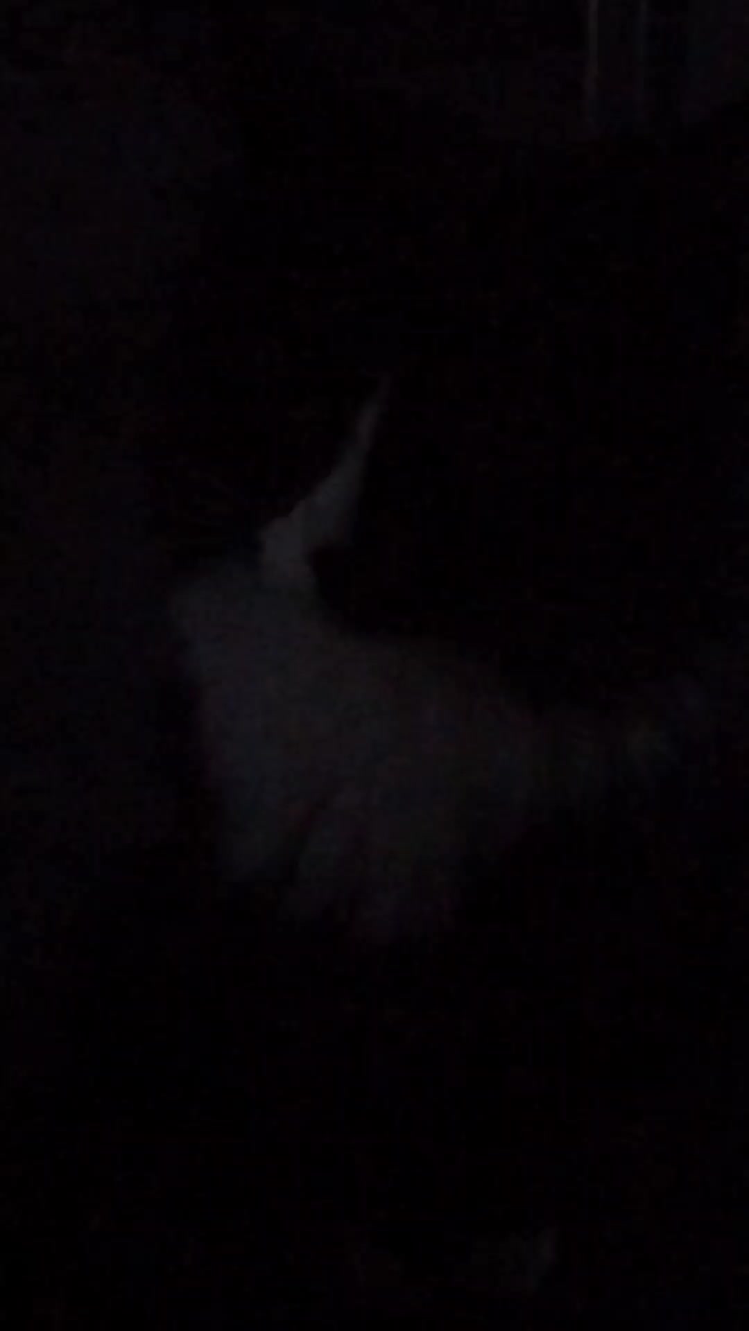 @лилац ∅ (котик хлыщ)