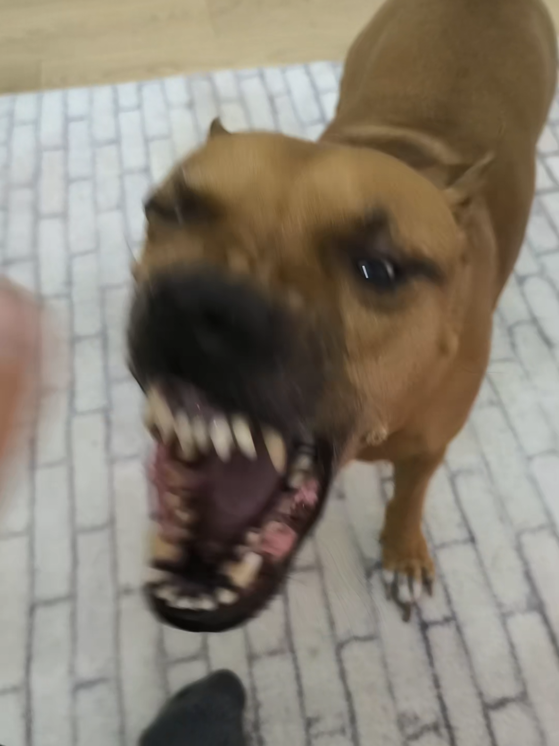 @pitbulll👑