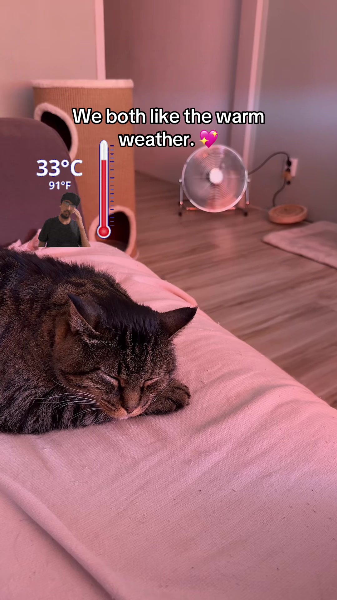 @Joep_the_ rescuecat