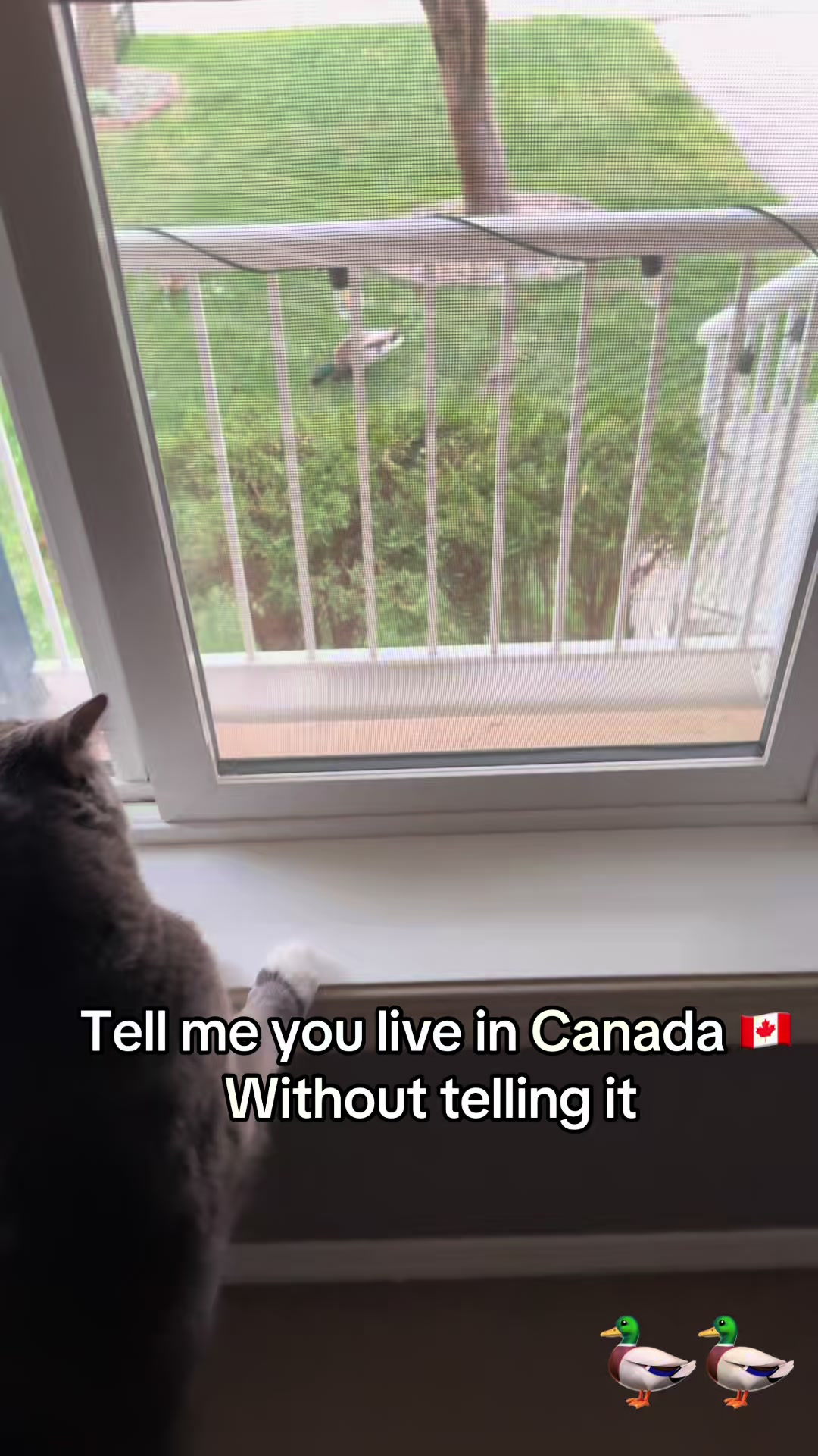 @catvenus