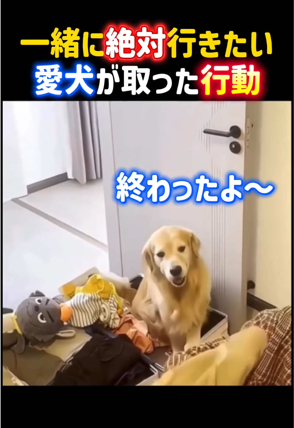 @動物癒し動画♡ animal cute
