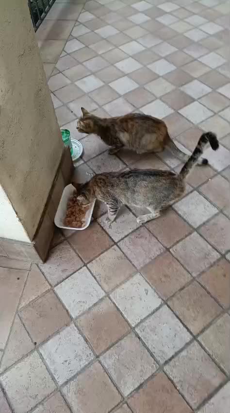 @ELETTRA L'ANIMALISTA