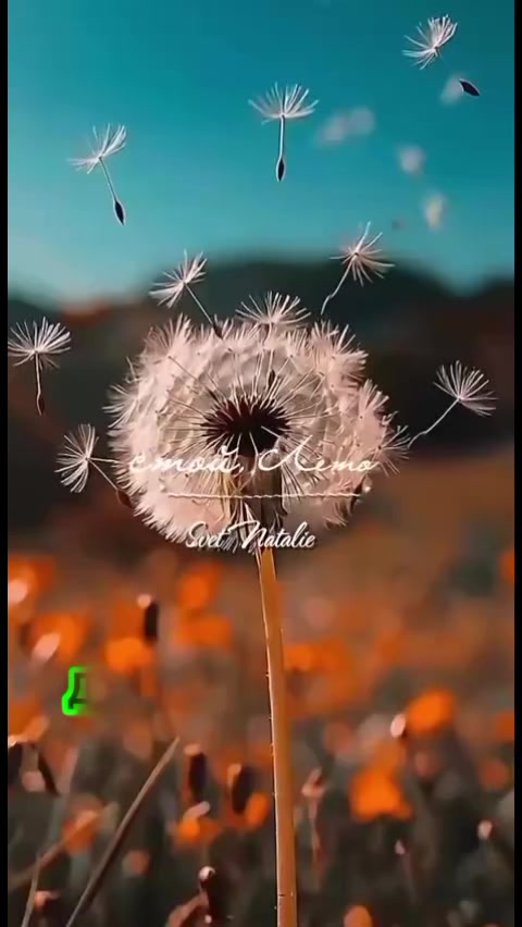 @irina_das