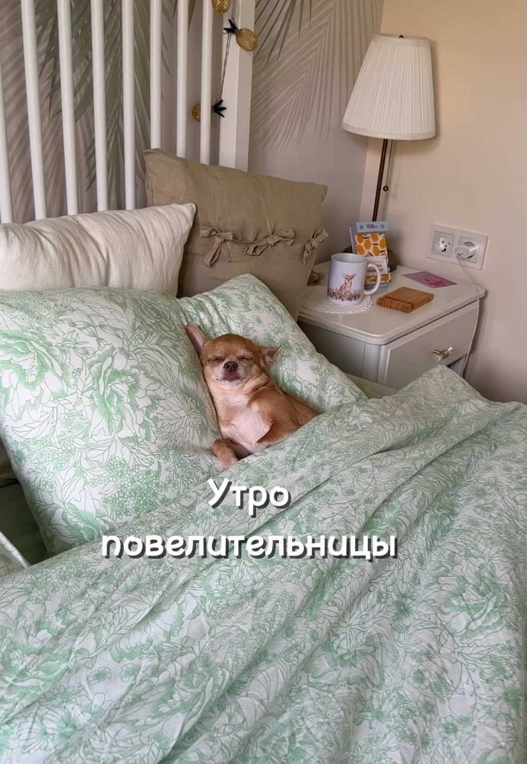 @Оксана & Чихуахуа Бонита