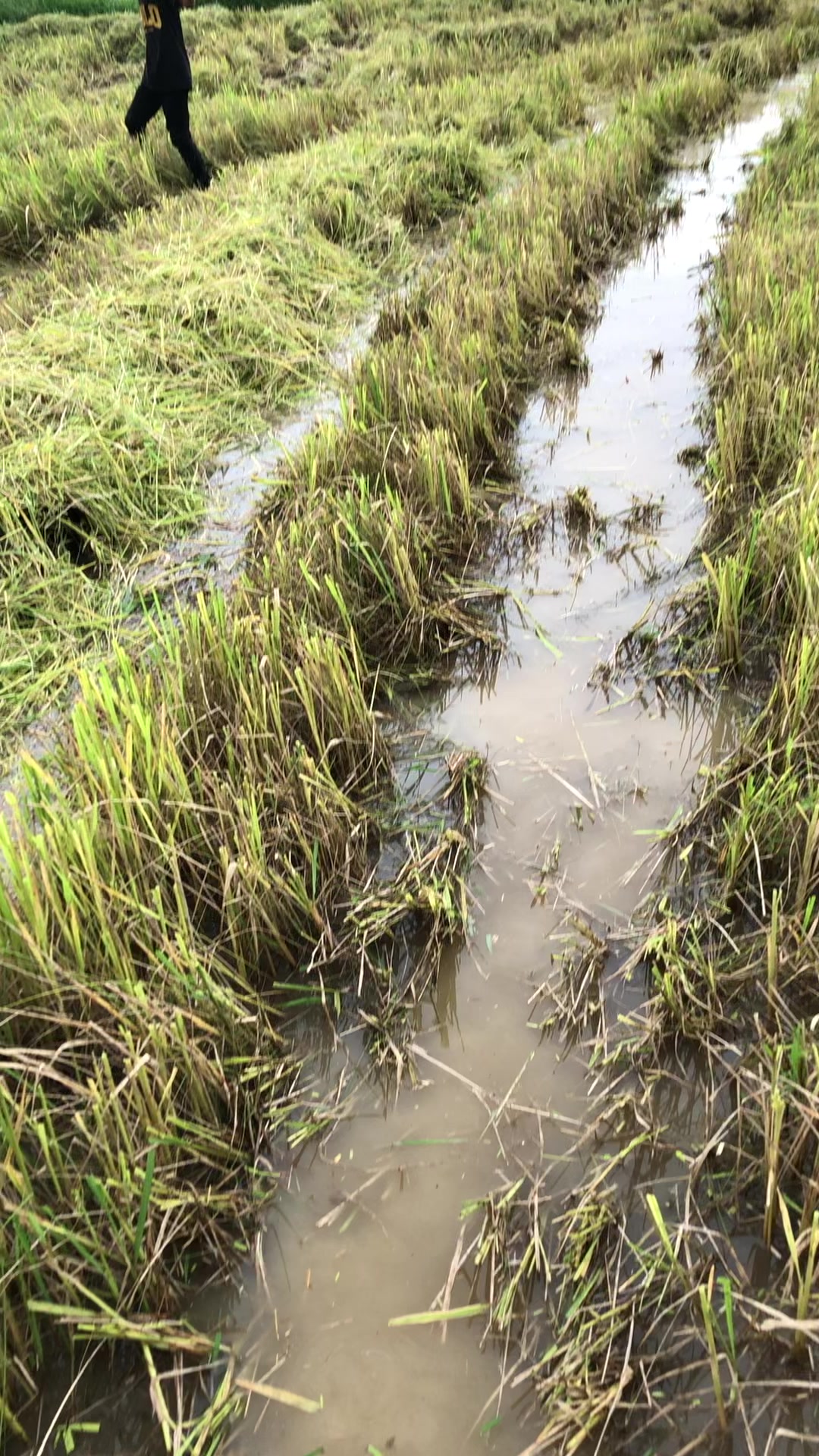 @តៃកុង វ័យក្មេង🌾🚜