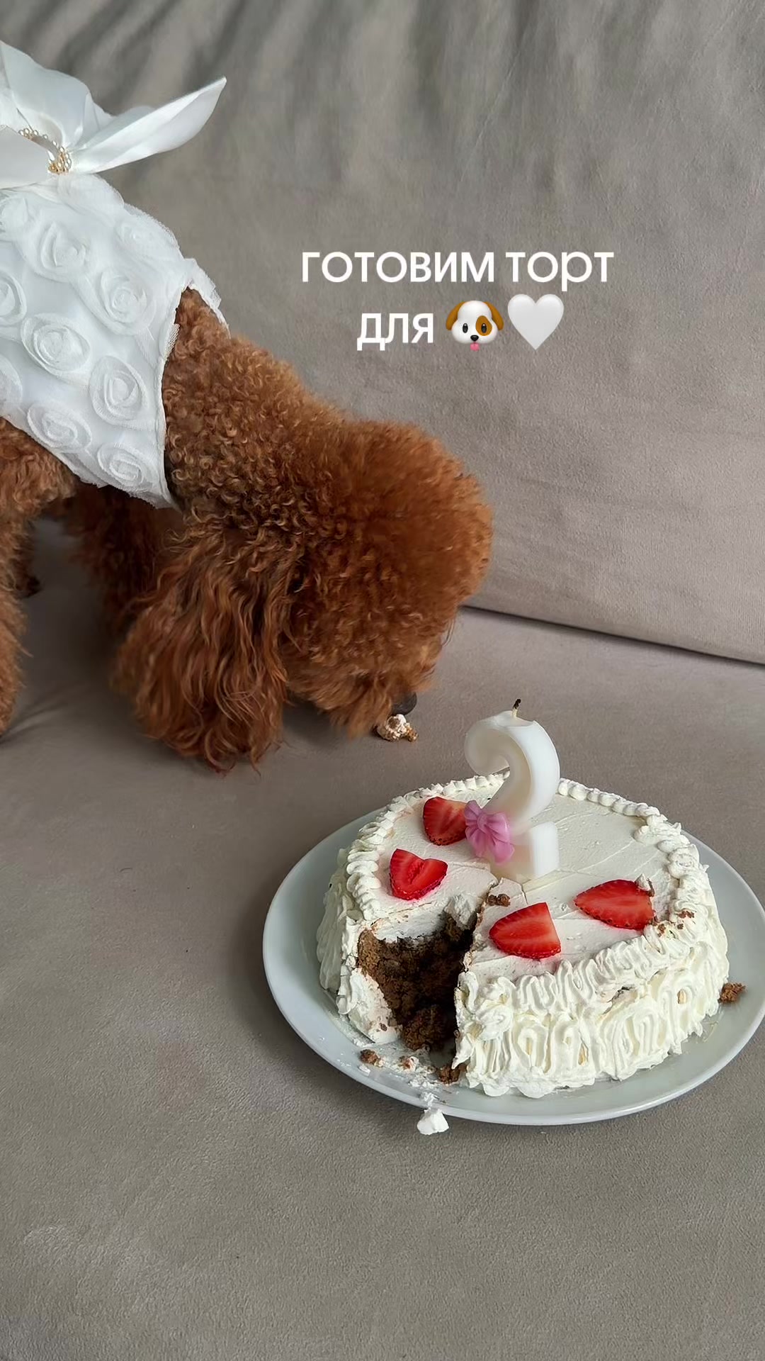 @beatrice_poodle