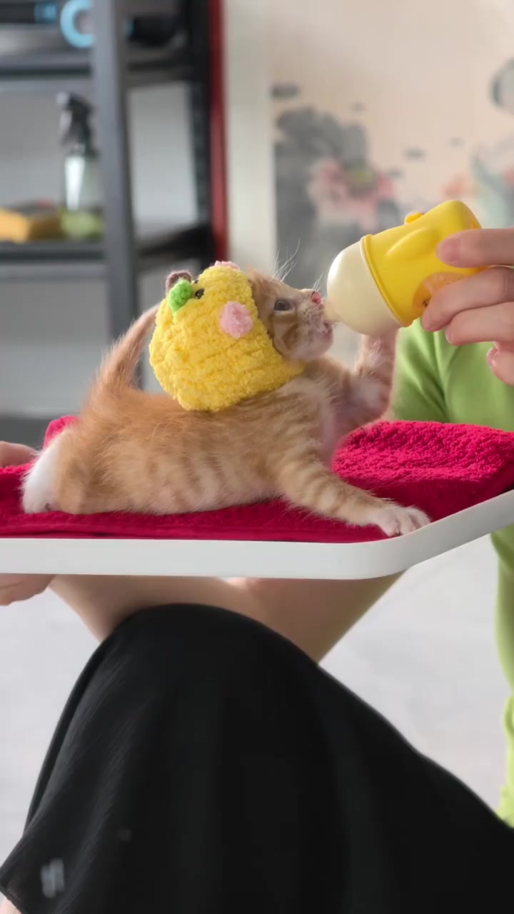@Chonky World Of Cats