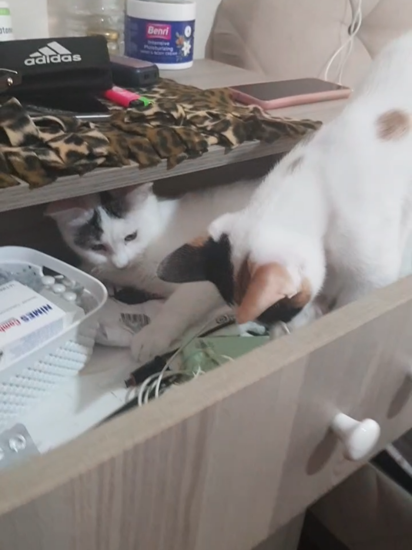 @💞S̴E̴V̴D̴A̴ ̴💞KEDİ💞