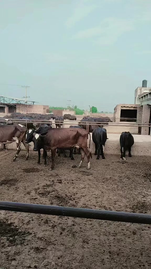 @Ranasohial
