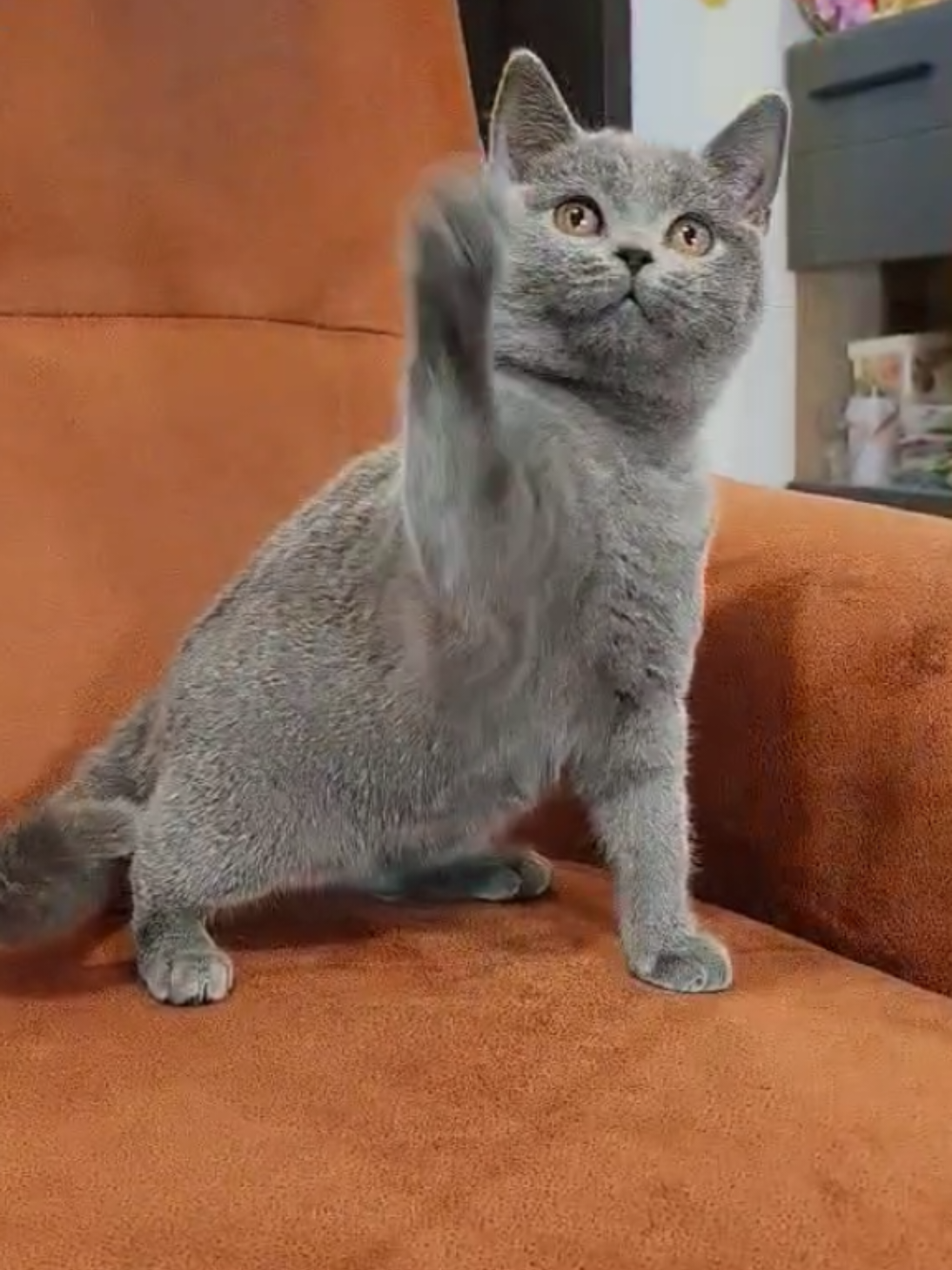 @Britanska kratkodlaka mačka