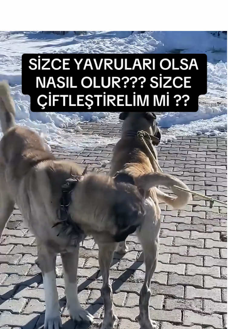 @ANADOLU ASLANLARI🐶🇹🇷