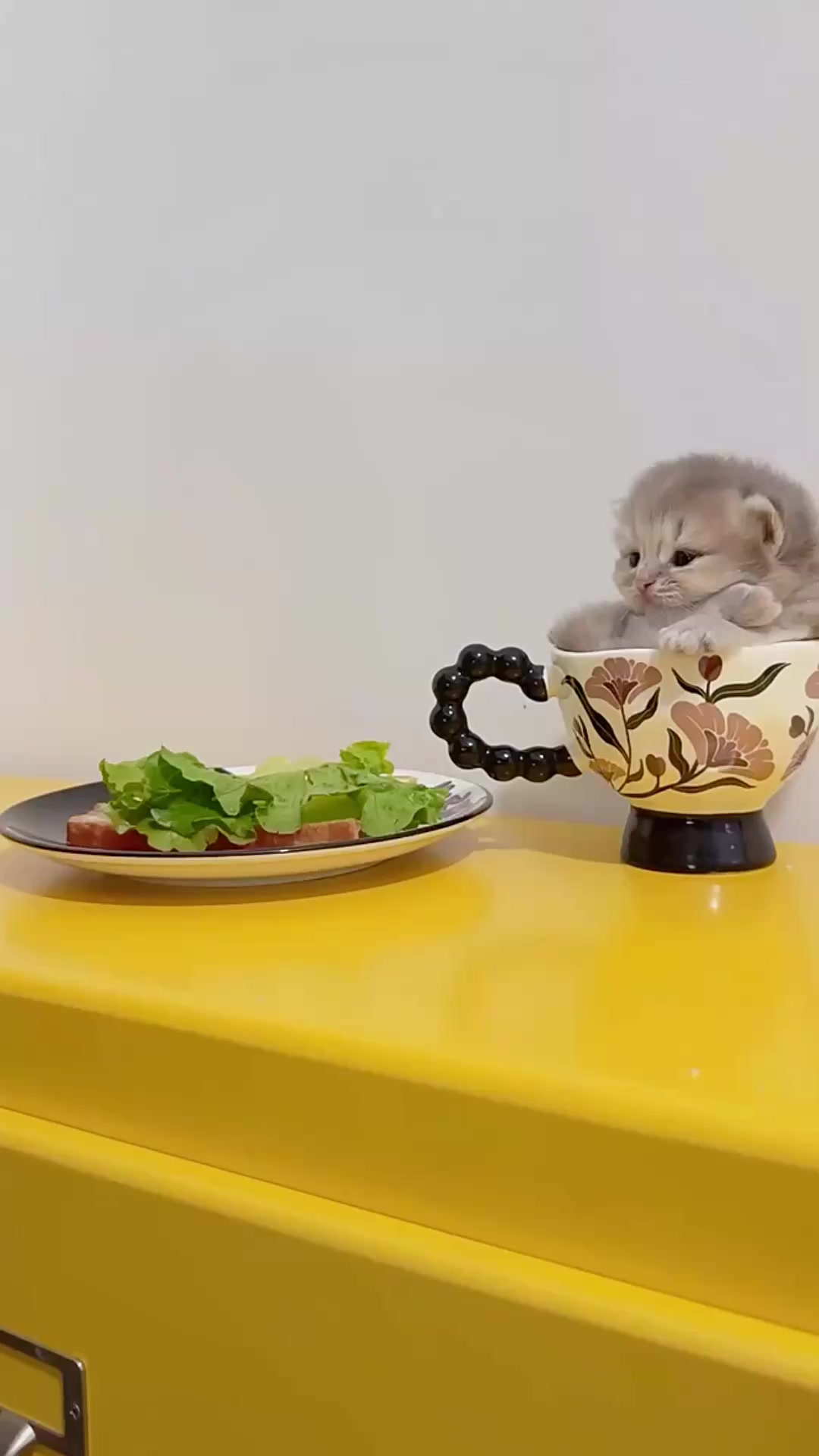 @catbosssss