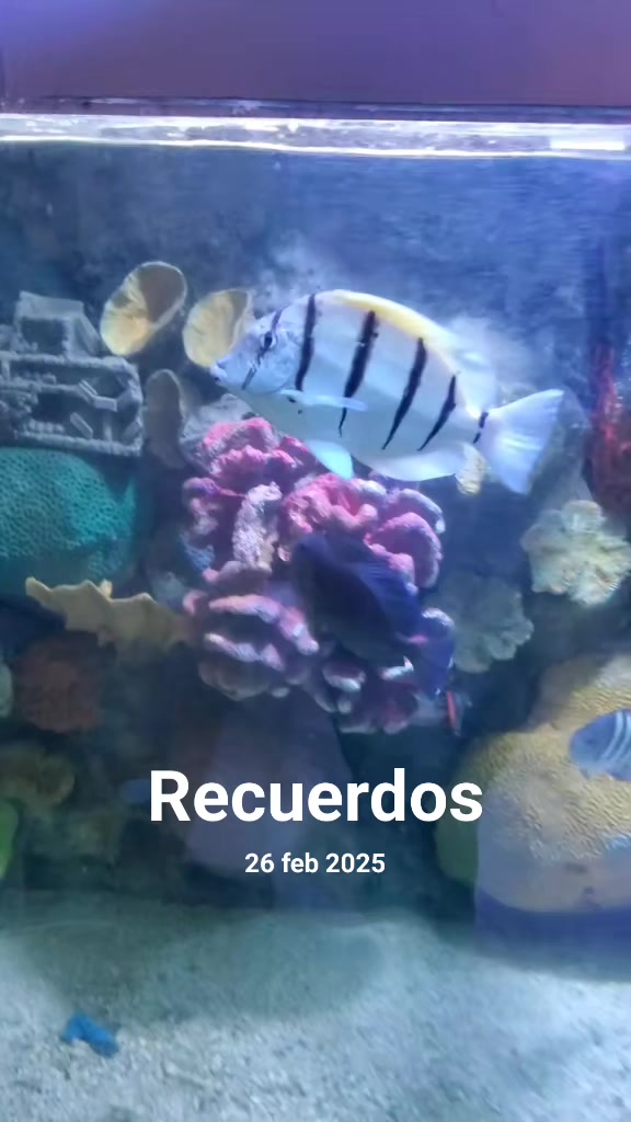 @Aquariumplus 🐠🐬🦀🐙🐟🦑