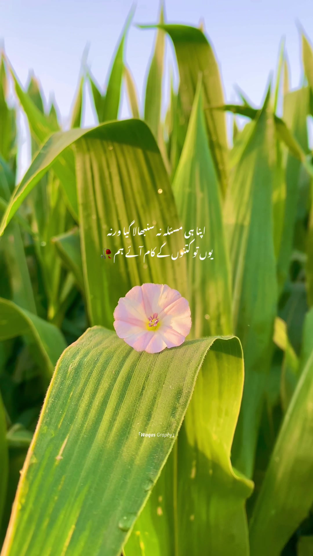 @𝙒𝙖𝙦𝙖𝙨 𝘎𝘳𝘢𝘱𝘩𝘺