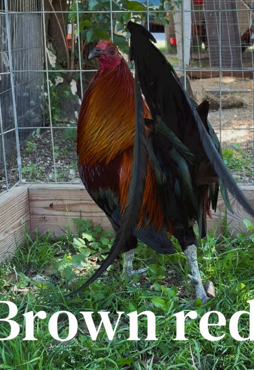 @PR_Gamefowl👑