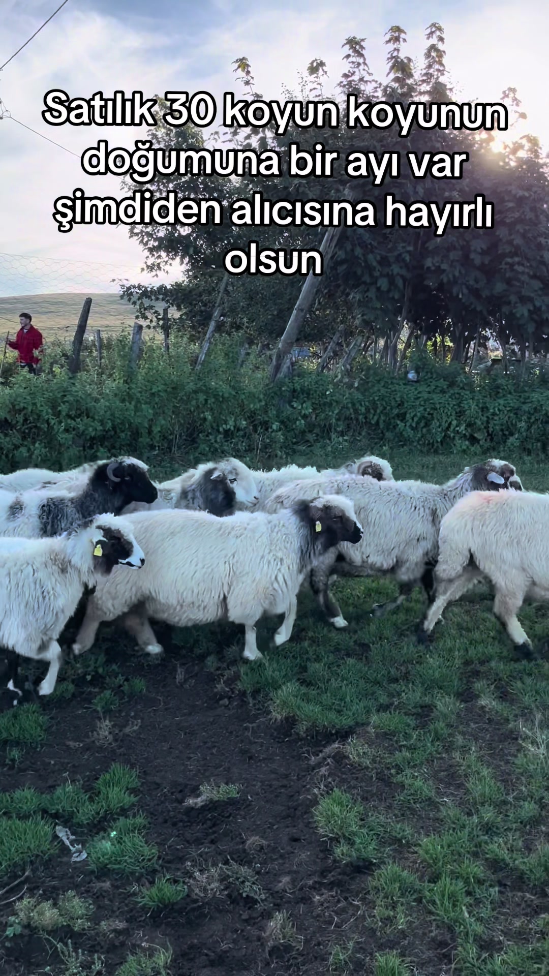 @karagozkoyunculuk2852