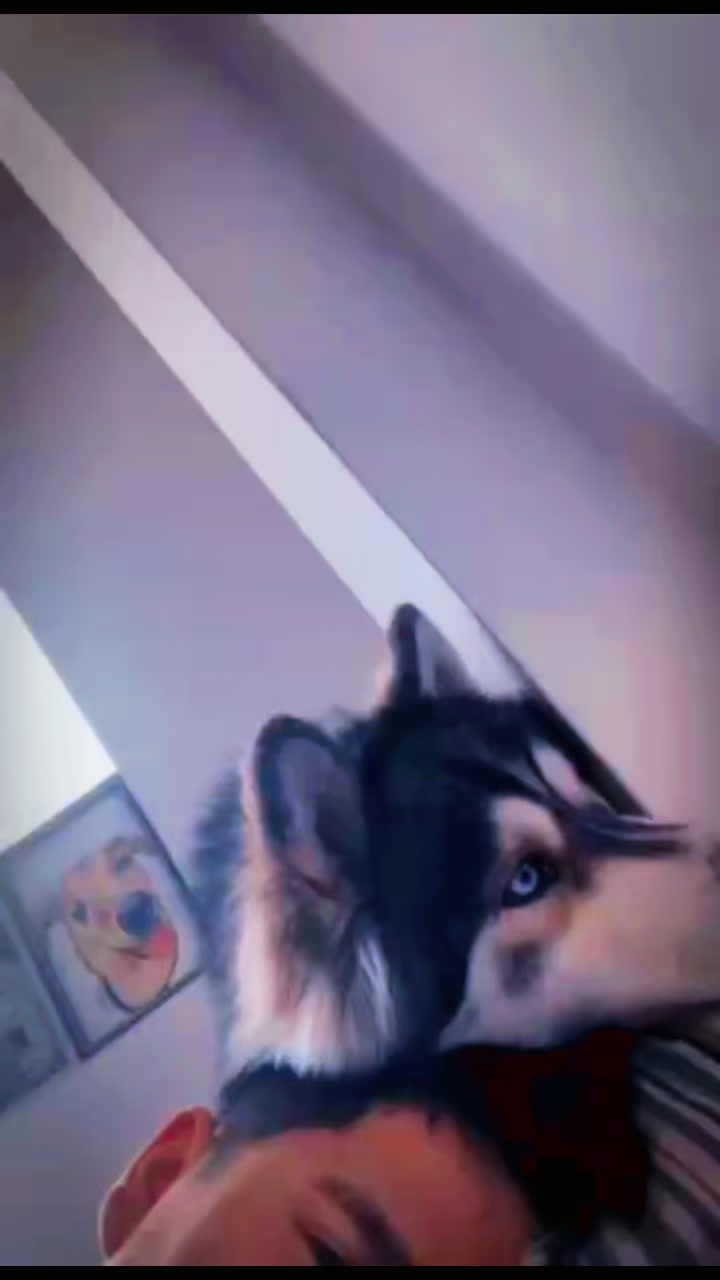 @Jesús Jh 🦮