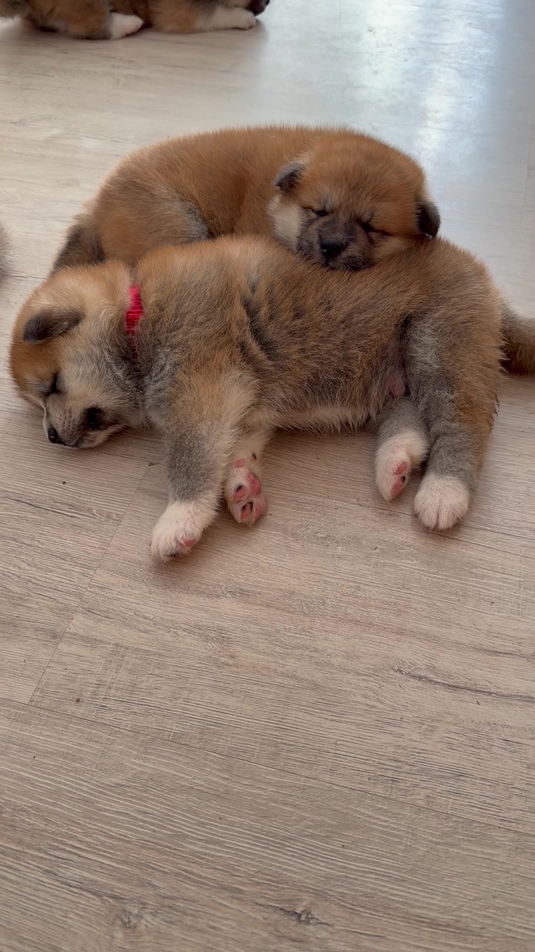@oh_myakita