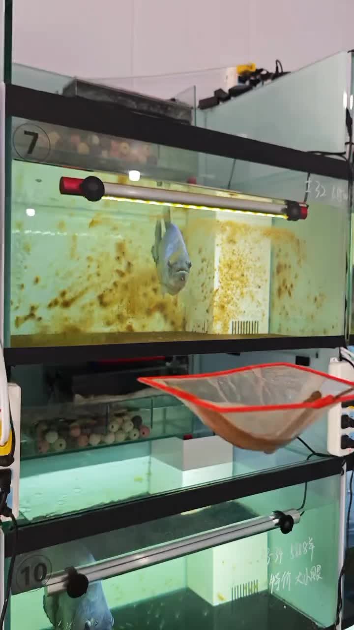 @Monsterfishkeeper