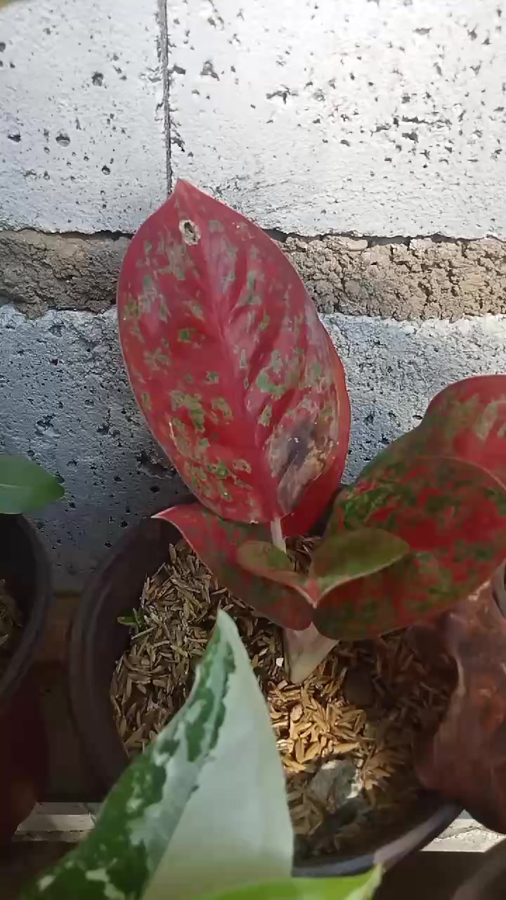 @krislucero