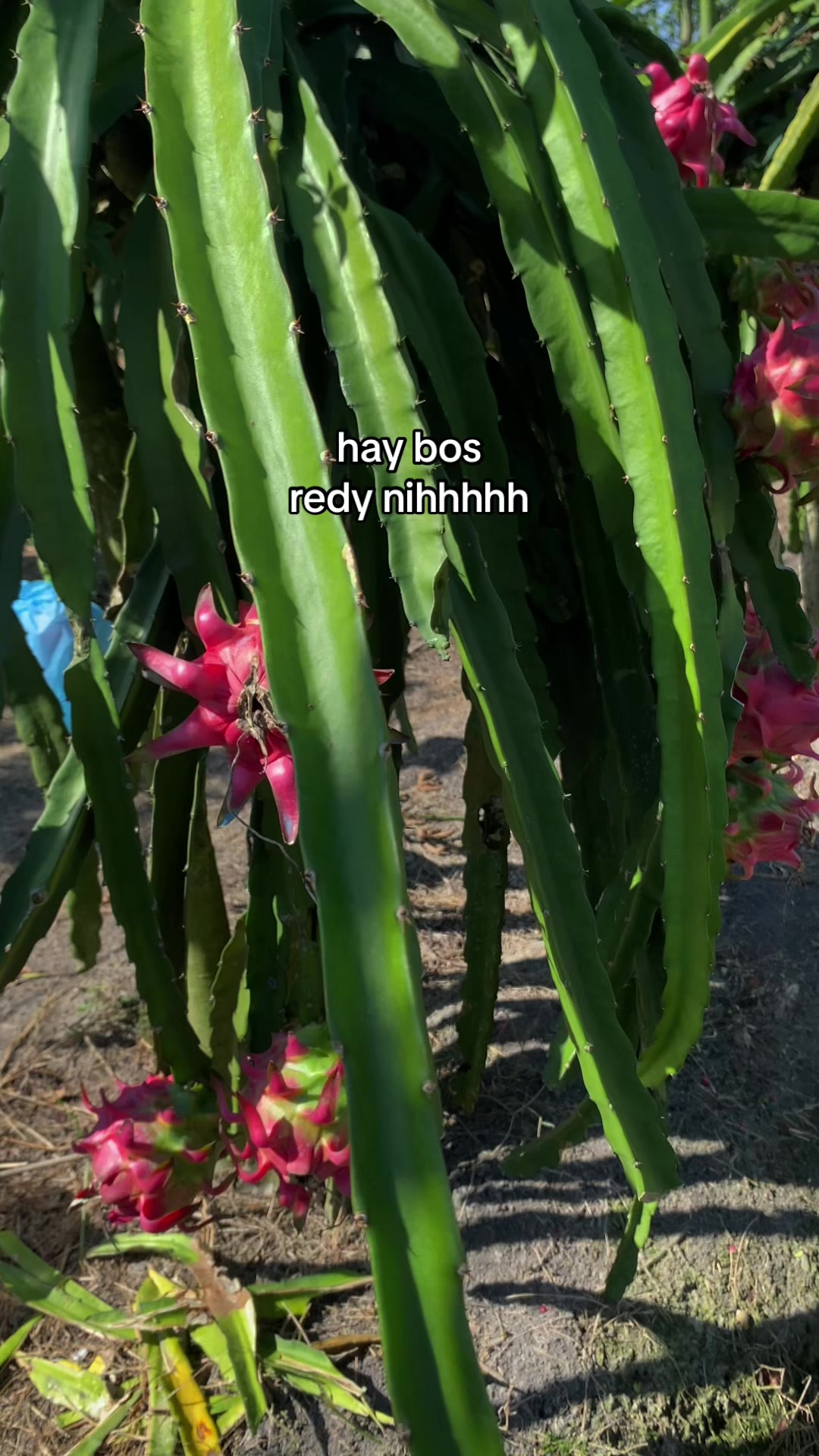 @erfn