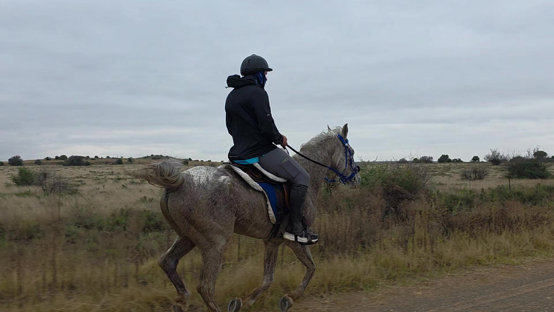 @uitzicht_arabian_stud