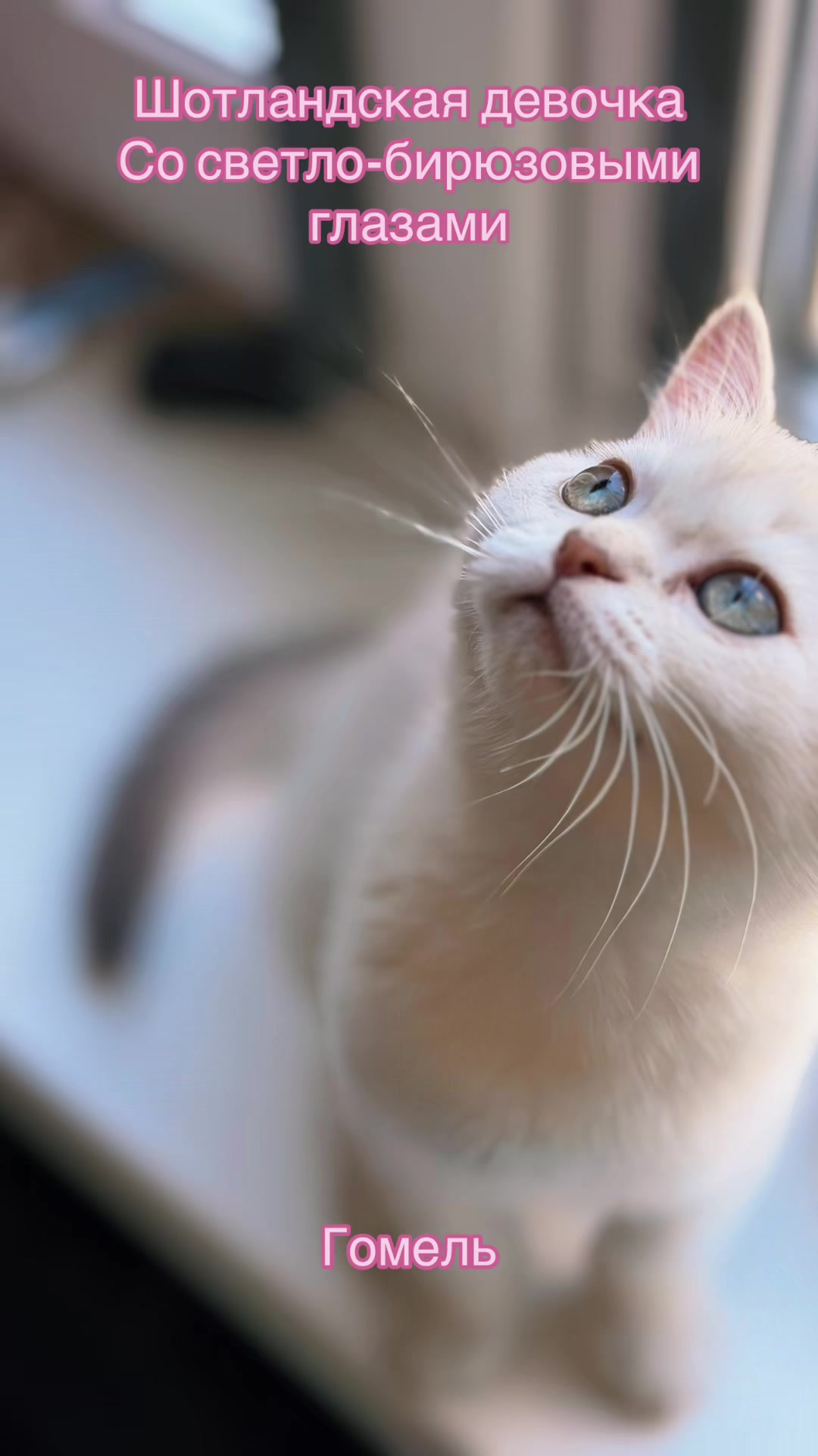 @Cat&Kittens
