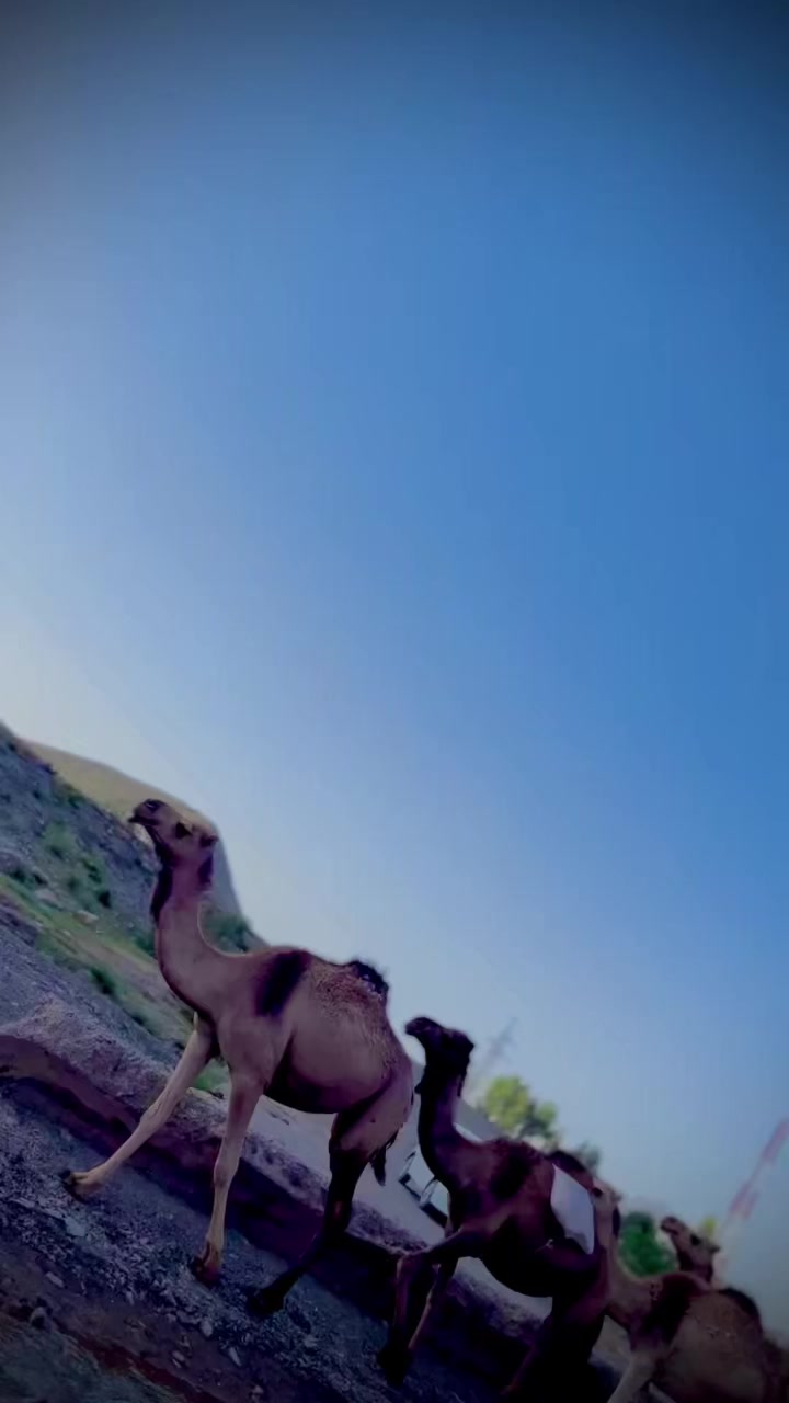 @ᗩᗰᗴᗴᖇ༒KᕼᗩᖇOTI