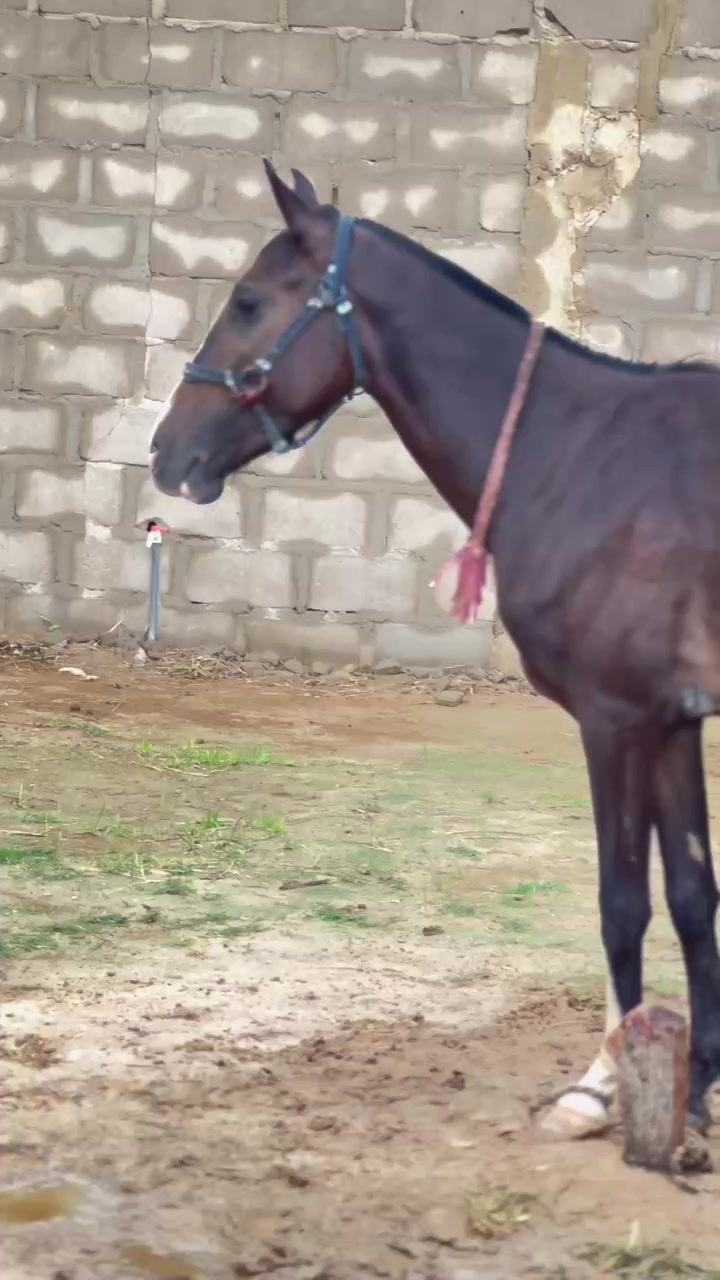 @Habu marafa