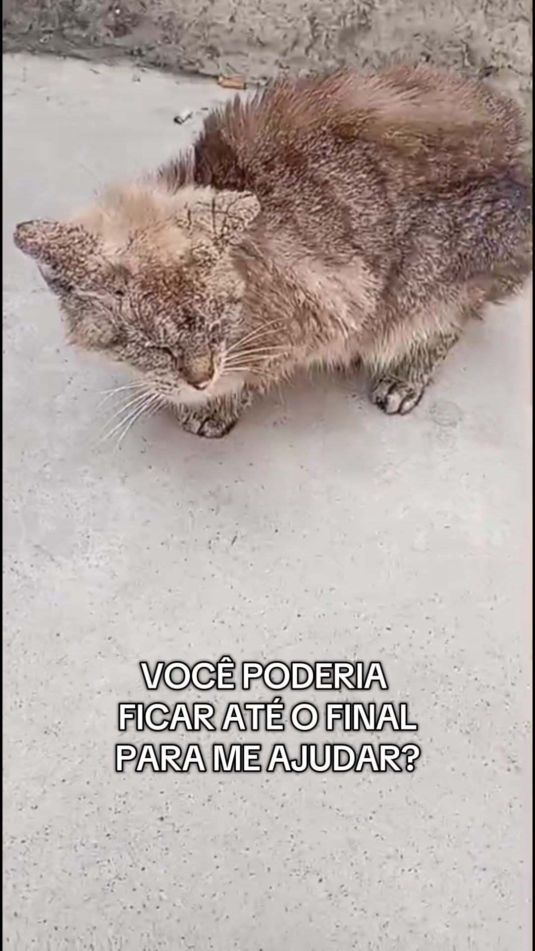 @Ed&ensp;pet