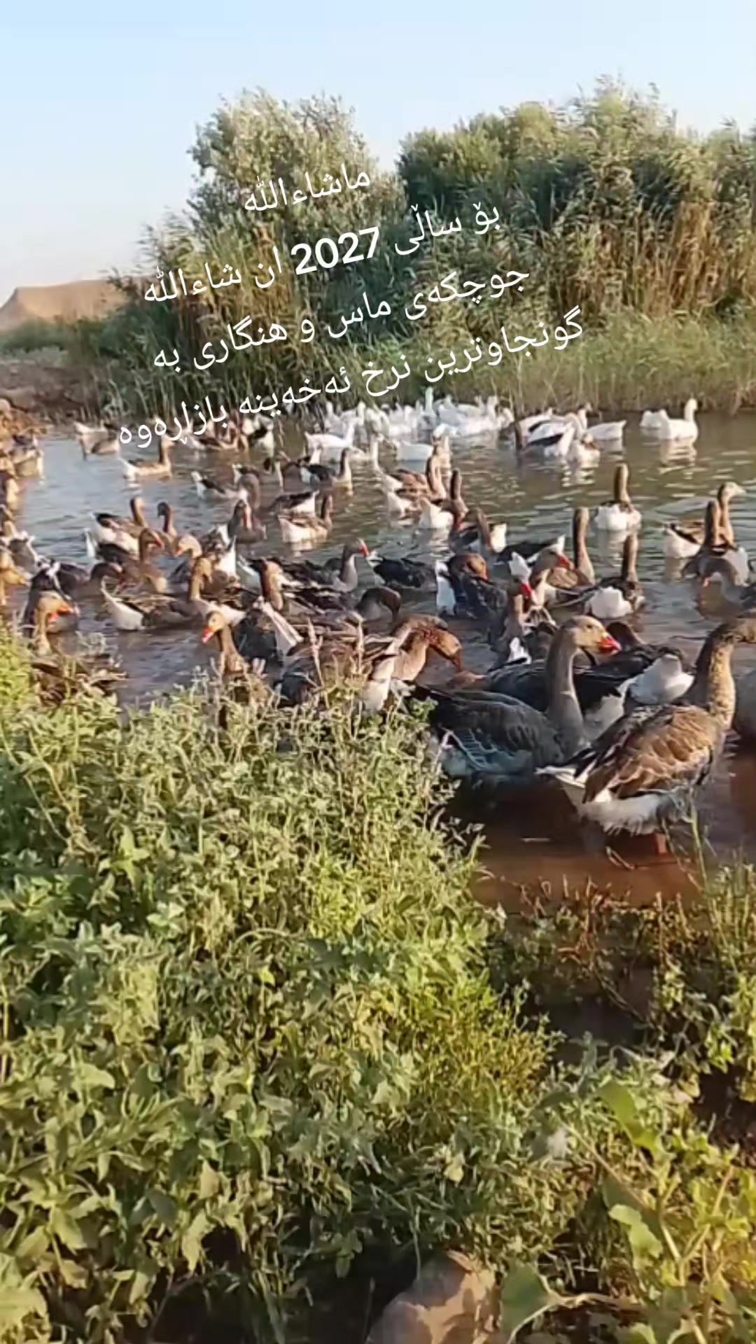 @جیهانی باڵندە نازدارەکان