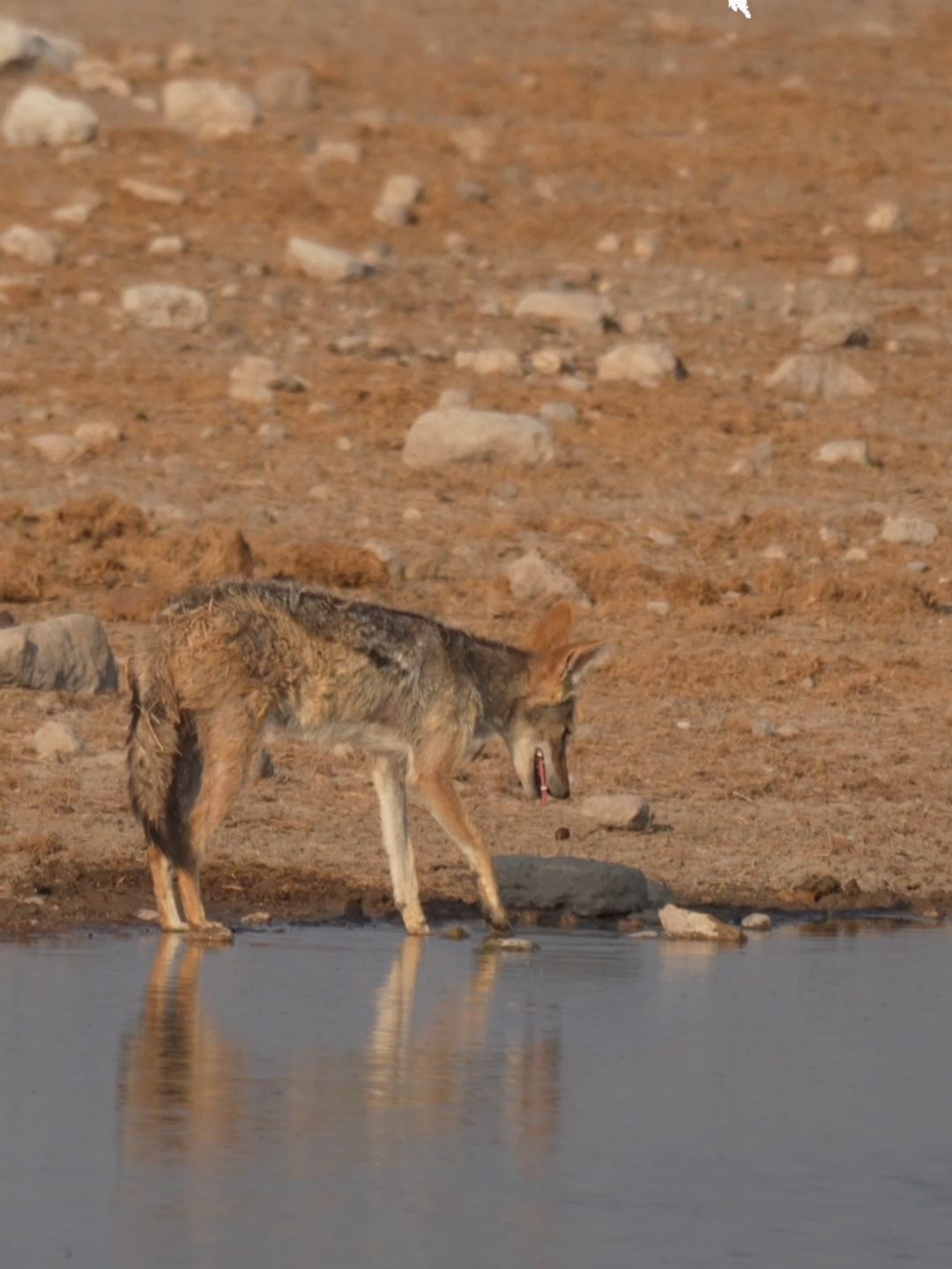 @Madbookings Travel Namibia