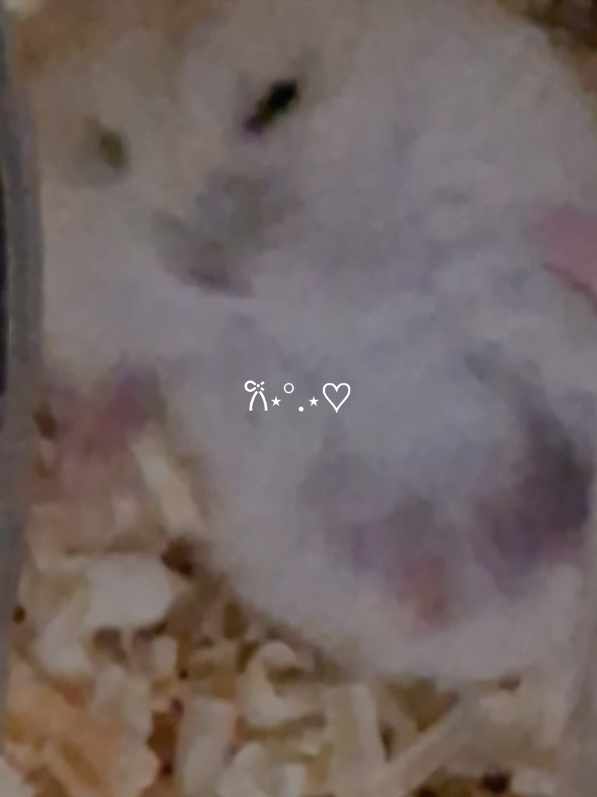 @햄찌🐹소금이🐭🌸푸딩이