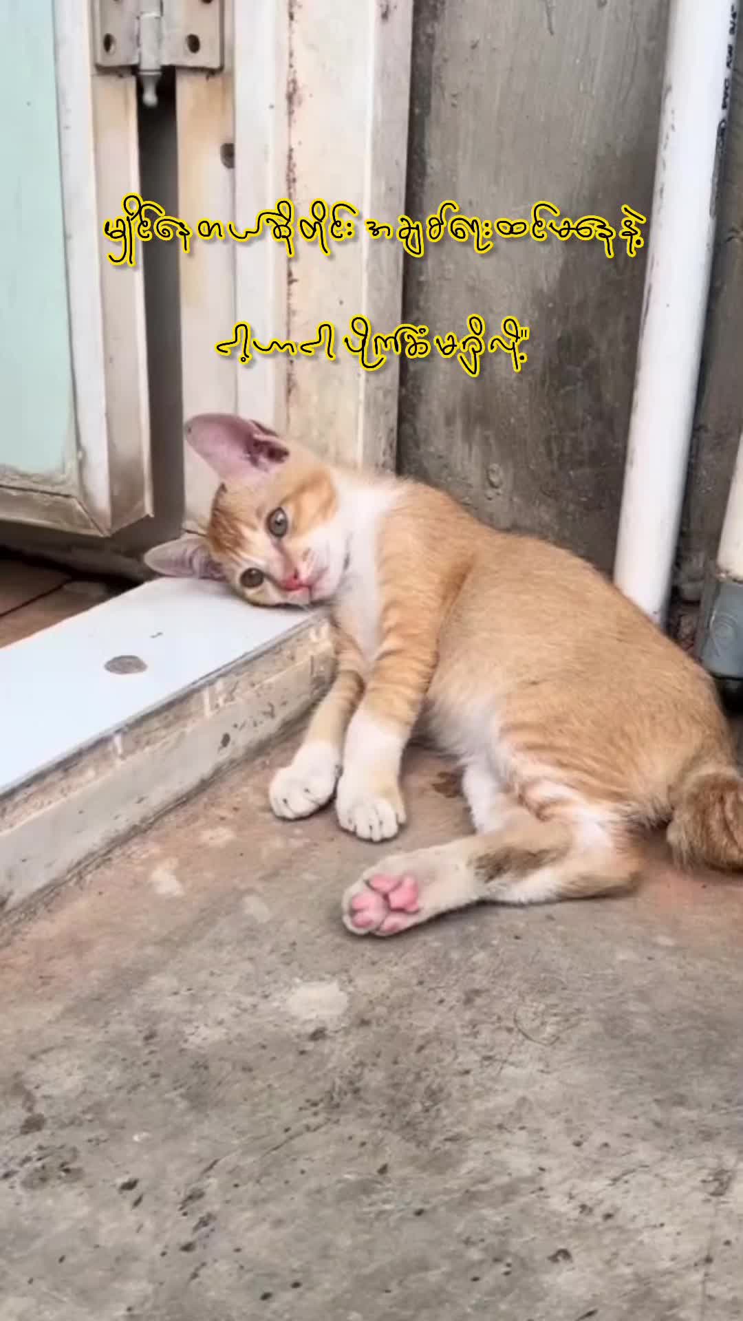 @𝙆