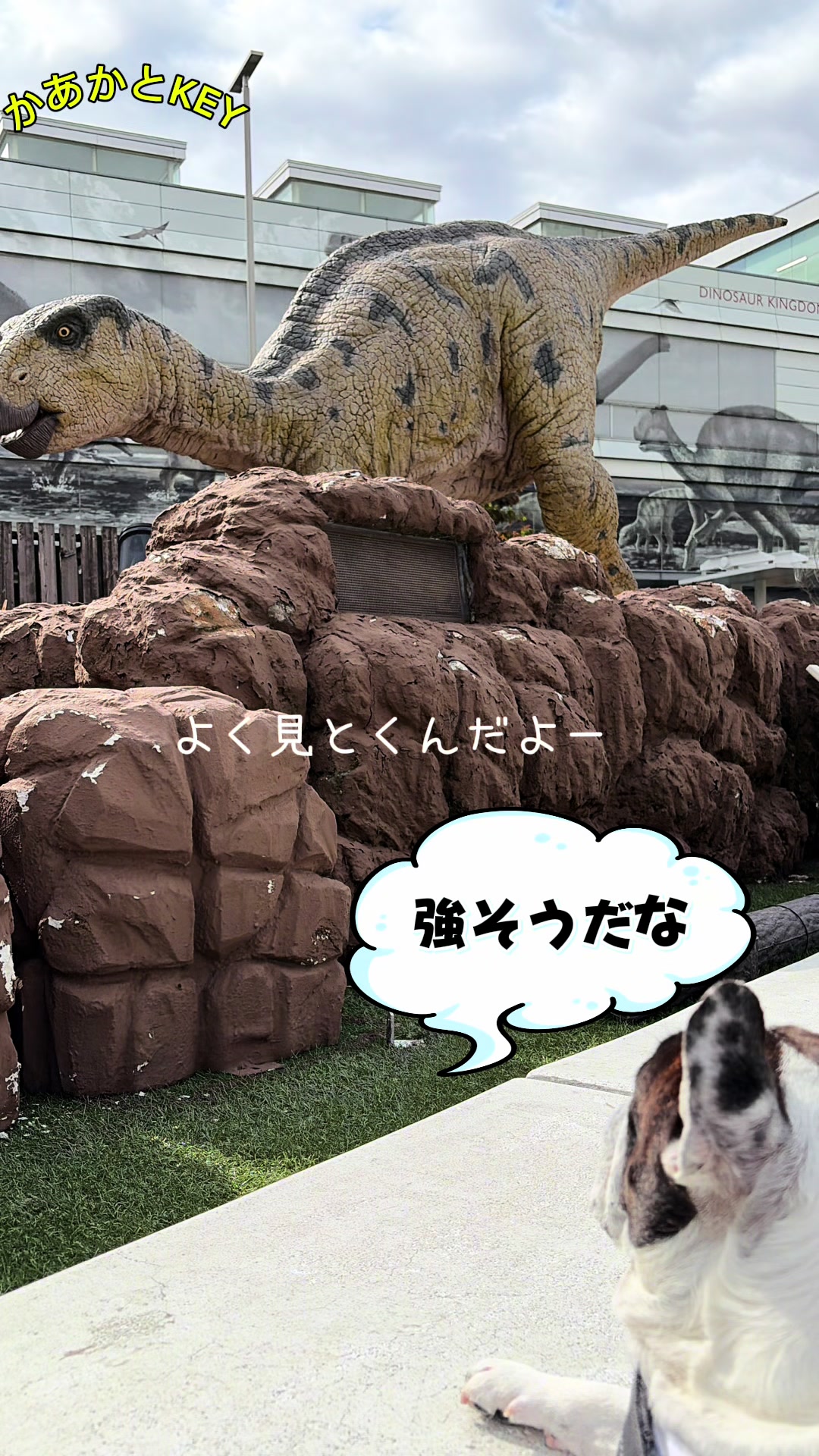 @かあかとKEY フレンチブルドックの日常