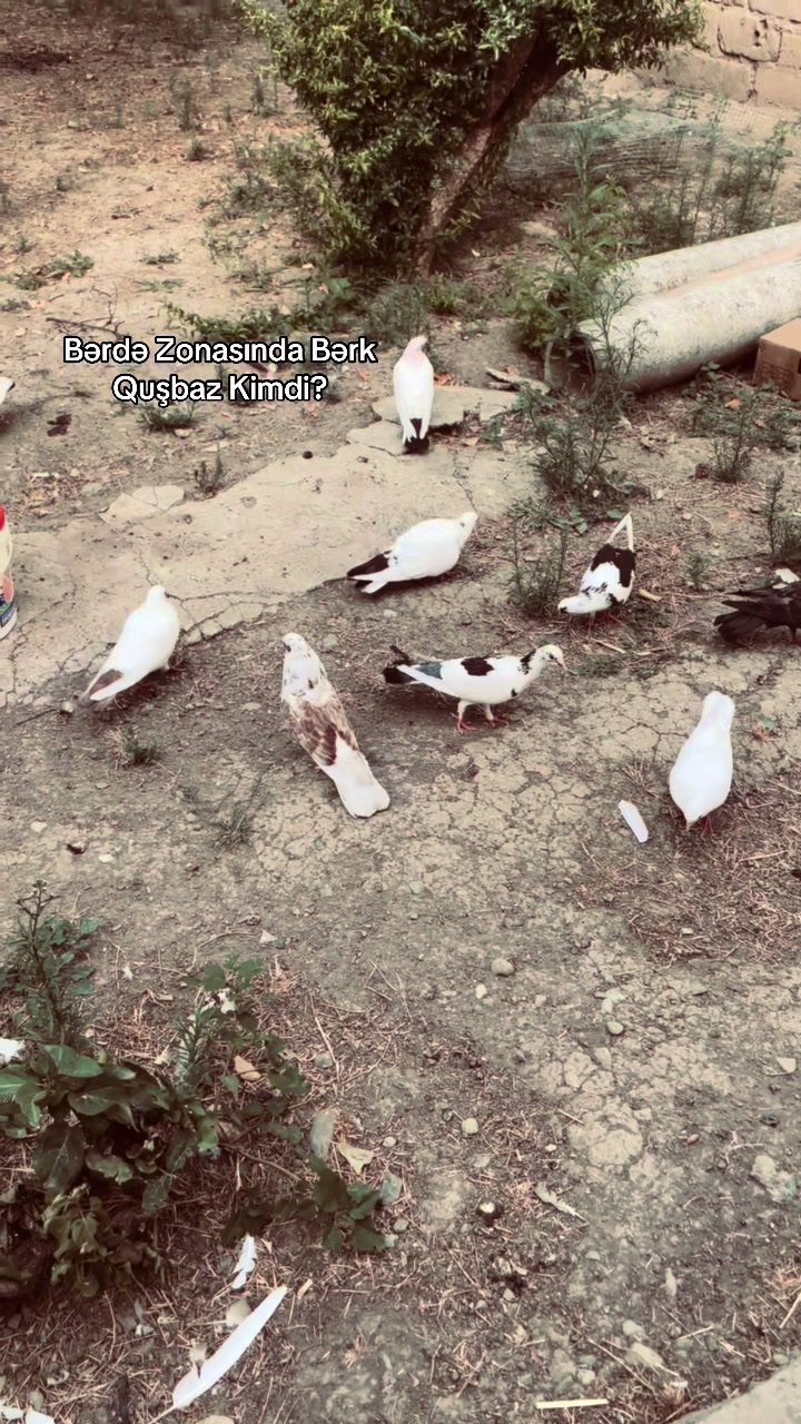 @𝗧𝗲𝘇𝗲 𝗠𝗲𝗵𝗹𝗲 🕊️