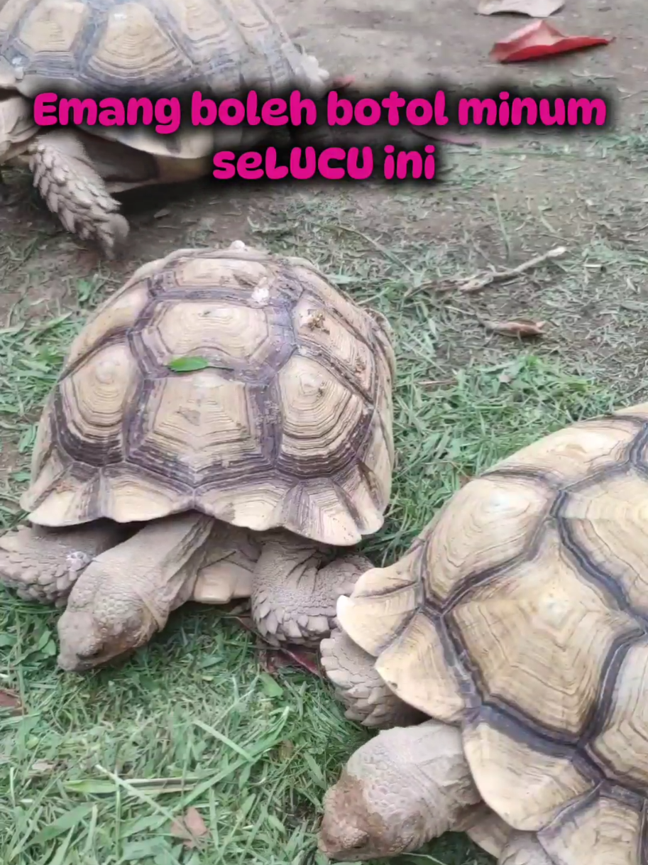 @Mina dan Onih✨