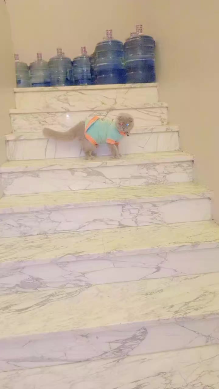 @Ammar butt👑👑