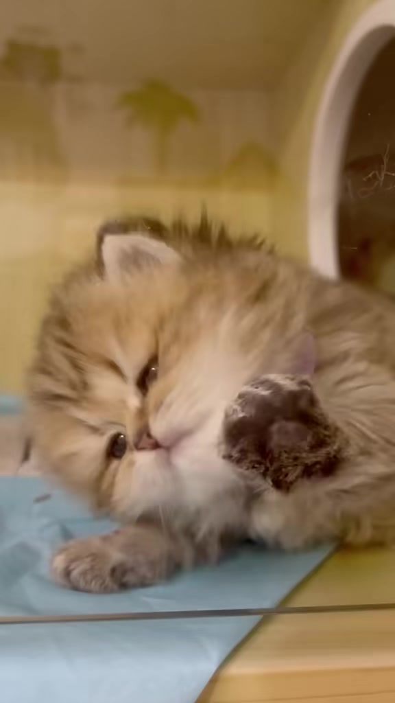@catbosssss