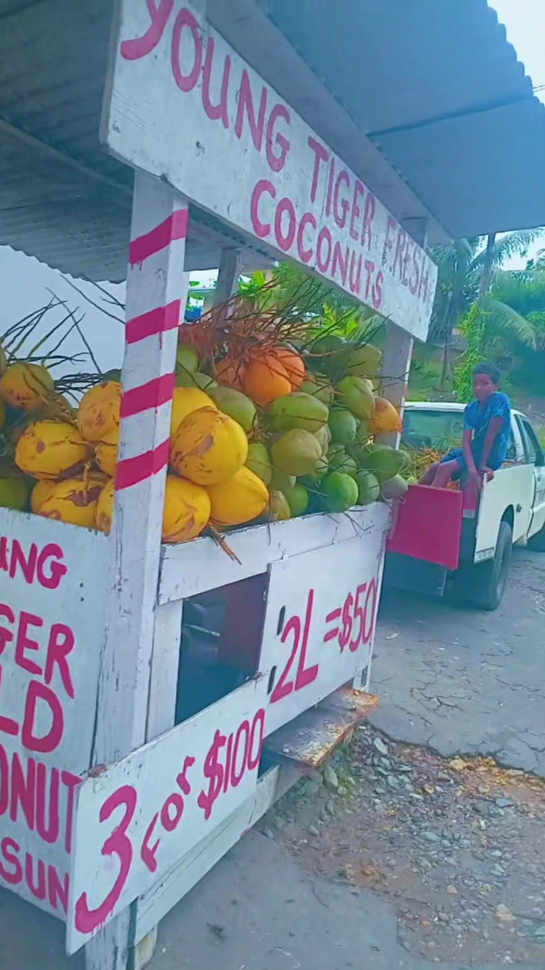 @Young Tiger Cold Coconuts🥥🌴