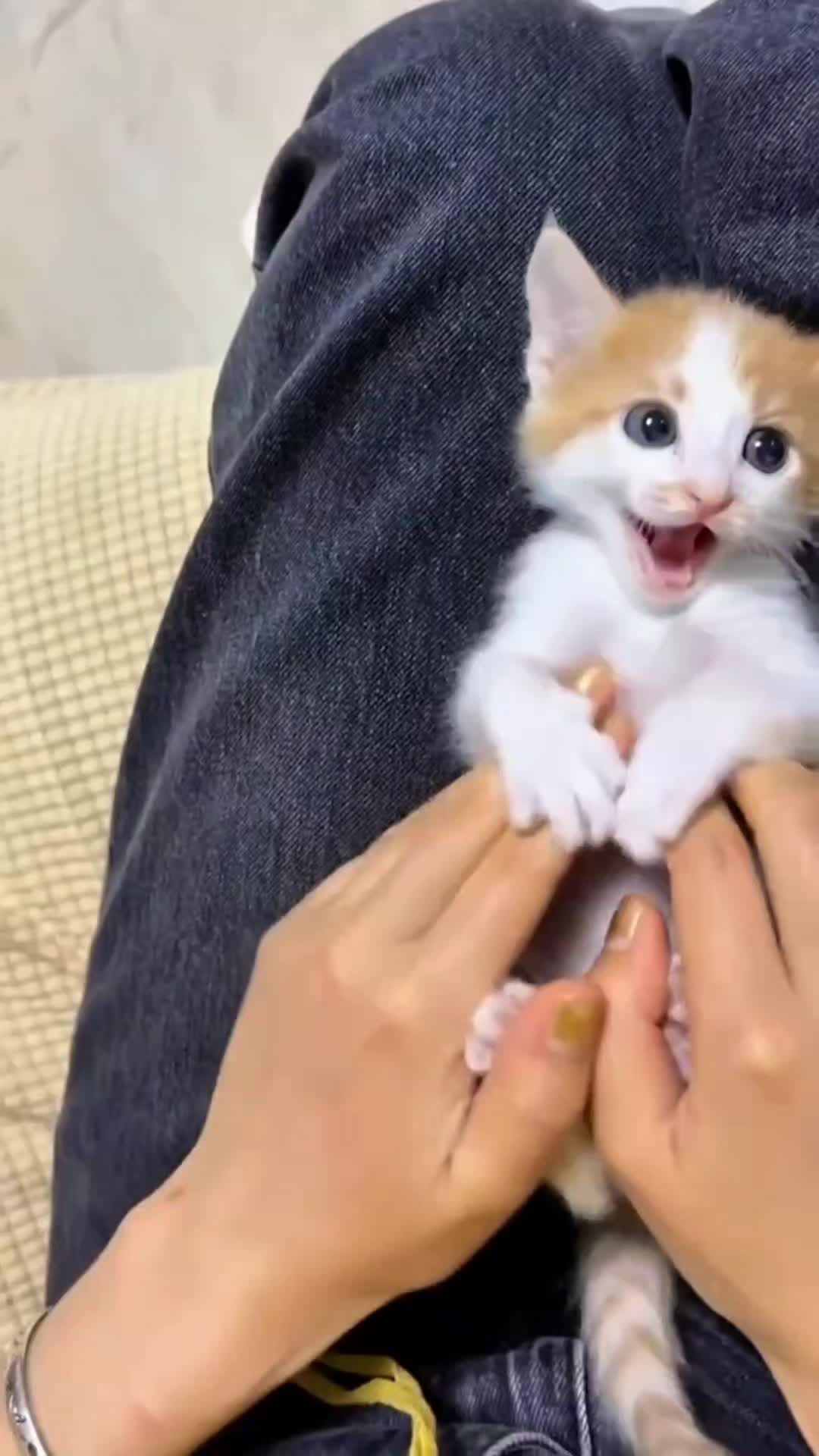 @هذه