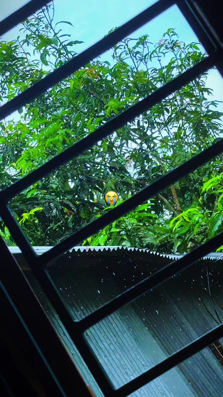 @تومي شودو امر