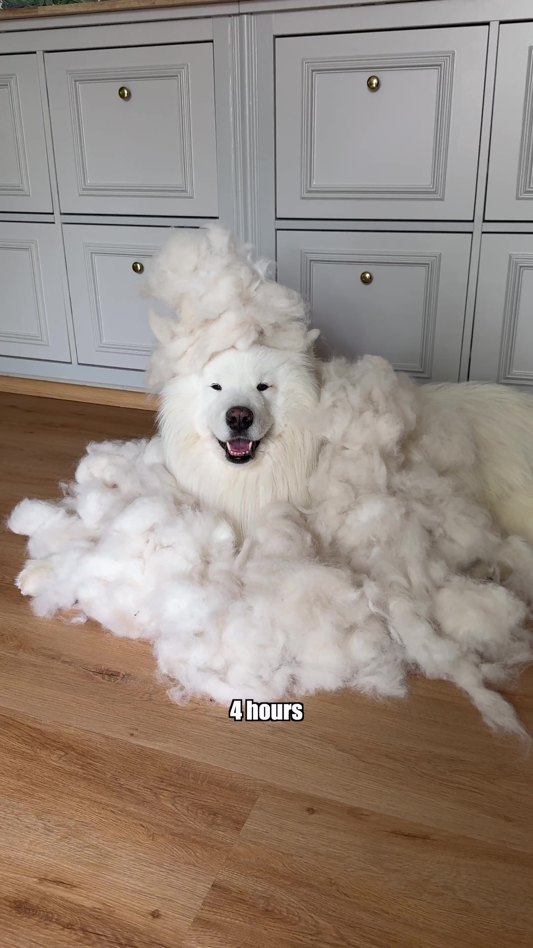 @wanderlust_samoyed