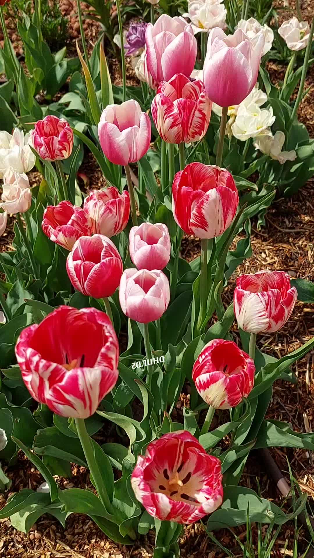 @✨️Галина ✨️🌸