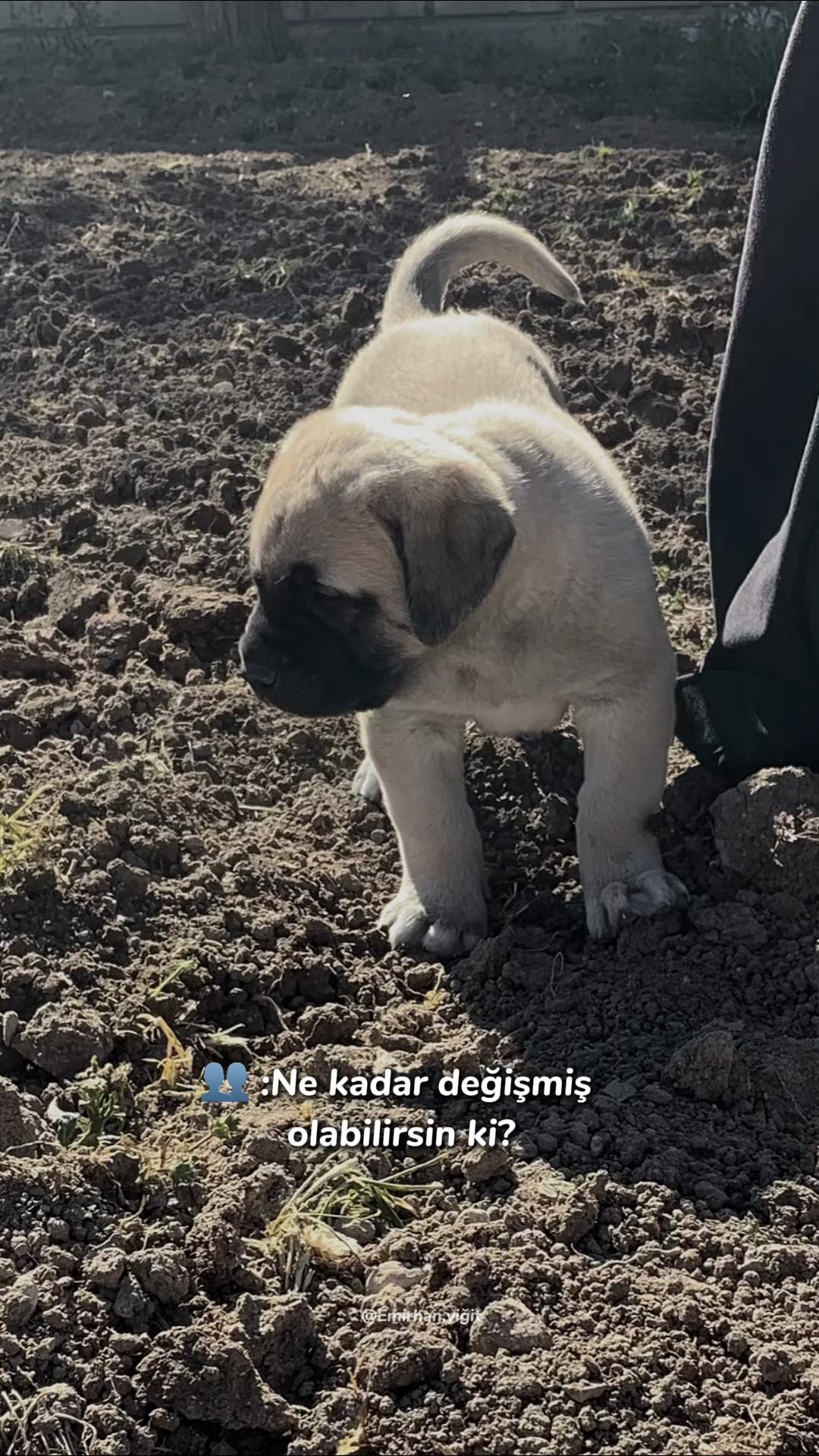 @Konyalı ziya