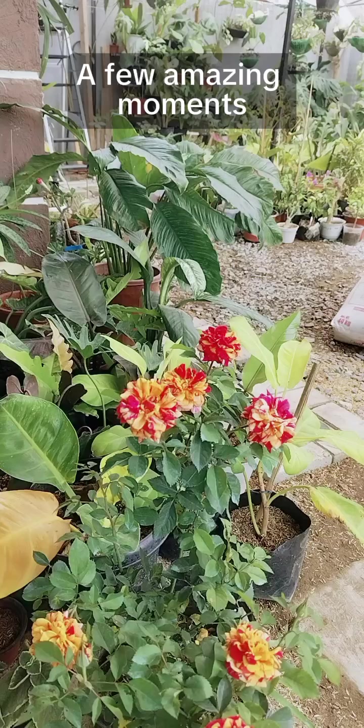 @mhie_nie gorgeous plantita