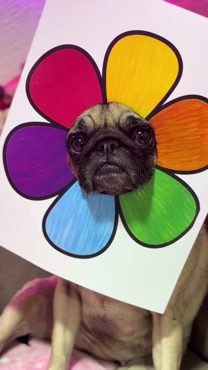 @Emma la Pug